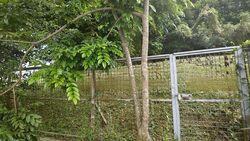 Henry Park (D10), Terrace #474494011